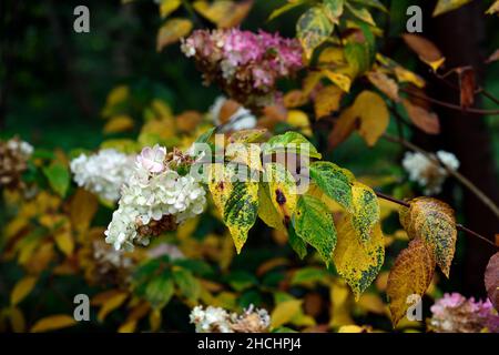 Hortensia paniculata Ruby, panikulierte Hortensien Ruby, Blätter, goldene Farbe, gelbe Blätter, vergilbende Blätter, Herbstlaub, Herbstblätter, Herbstfarbe, Herbst Stockfoto