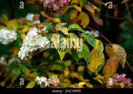 Hortensia paniculata Ruby, panikulierte Hortensien Ruby, Blätter, goldene Farbe, gelbe Blätter, vergilbende Blätter, Herbstlaub, Herbstblätter, Herbstfarbe, Herbst Stockfoto