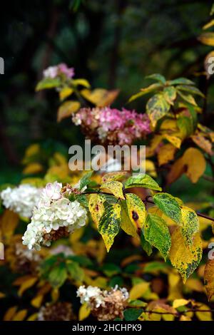 Hortensia paniculata Ruby, panikulierte Hortensien Ruby, Blätter, goldene Farbe, gelbe Blätter, vergilbende Blätter, Herbstlaub, Herbstblätter, Herbstfarbe, Herbst Stockfoto