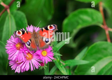 Makro einer getönten Dame Schmetterling auf einer rosa Aster Blume Stockfoto