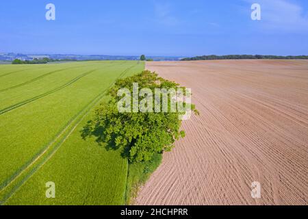 Luftaufnahme über Einzeleiche / Stieleiche / Englische Eiche (Quercus robur) am Rande von gepflügten Ackerland und Feld im Frühjahr Stockfoto