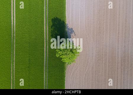 Luftaufnahme über Einzeleiche / Stieleiche / Englische Eiche (Quercus robur) am Rande von gepflügten Ackerland und Feld im Frühjahr Stockfoto