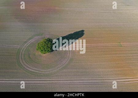 Luftaufnahme über einsame Eiche / Stieleiche / Englische Eiche (Quercus robur) in gepflügten Ackerland mit kreisförmigen Traktorenwegen im Sommer Stockfoto