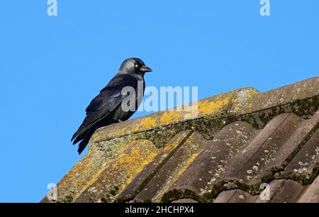 Friesoythe, Deutschland. 26th Dez 2021. 26.12.2021, Friesoythe. Eine Dohle (Corvus monedula) sitzt auf dem Dach eines Hauses. Quelle: Wolfram Steinberg/dpa Quelle: Wolfram Steinberg/dpa/Alamy Live News Stockfoto