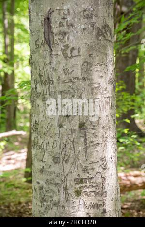 Geschnitzte Initialen auf einer Buche im Twin Knobs Recreation Area, Kentucky Stockfoto