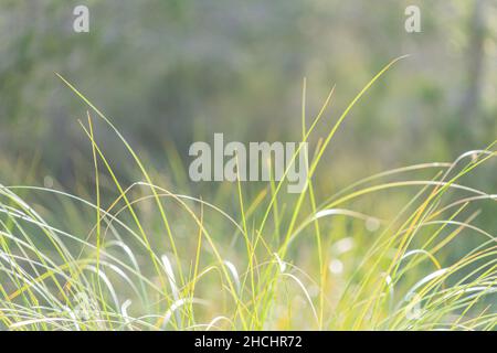 Frisches langes grünes Gras Nahaufnahme Natur Hintergrund Stockfoto