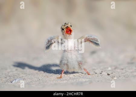 Niedliche kleine Seeschwalbe (Sternula albifrons / Sterna albifrons) am Sandstrand, die im Frühjahr ruft Stockfoto