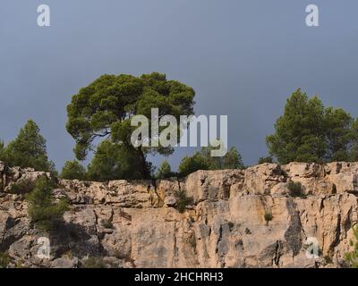 Blick in den niedrigen Winkel auf steile beigefarbene Felsen mit Aleppo-Kiefern (Pinus halepensis) auf dem Gipfel des Calanques-Nationalparks in der Nähe von Cassis in Südfrankreich. Stockfoto