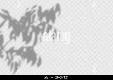 Realistischer Schatten von Olivenblättern und Ästen auf transparentem kariertem Hintergrund. Der Effekt von überlagerten Schatten. Grundrisse mit natürlichem Licht. Stock Vektor