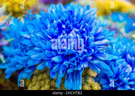 Chrysantheme Blume, Nahaufnahme von blau mit lila Stockfoto