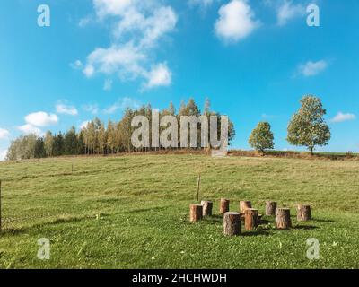 Großes grünes Feld mit frischem Gras, hohen Bäumen und Baumstümpfen im Sommer Stockfoto