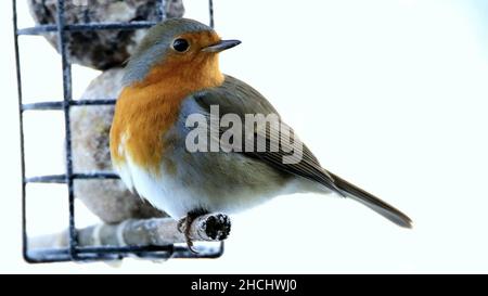 Nahaufnahme des europäischen Rotkehls. Erithacus rubecula, einfach als Rotkehlchen oder Rotkehlchen bekannt. Stockfoto