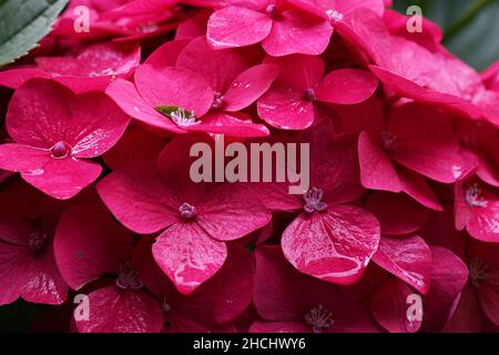 Nahaufnahme der leuchtend rosa Hydrangea macrophylla-Blüten kurz nach einem Regenschauer. Stockfoto