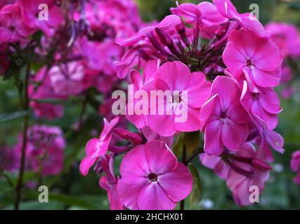 Nahaufnahme einer leuchtend rosa Phlox paniculata Blume Stockfoto