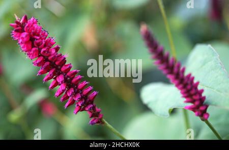 Magentafarbenrote Bistorta amplexicaulis Blüten mit verschwommenem Hintergrund. Andere Namen sind: Persicaria amplexicaulis, roter Bistort, Bergvlies Stockfoto