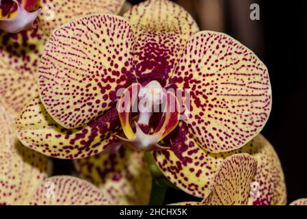 Makrofoto der Blume einer gelb-violetten Orchidee Stockfoto