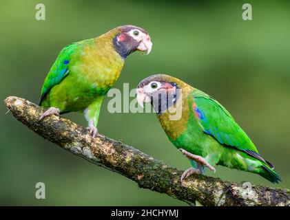 Ein Paar Papageien mit brauner Kapuze (Pyrilia haematotis), die auf einem Ast stehen. Costa Rica, Mittelamerika. Stockfoto