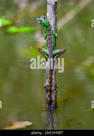 Ein geplumeter Basilisk (Basiliscus plumifrons), der den Spitznamen Jesus Christ Eidechse trägt, weil er auf dem Wasser gehen kann und an einem kleinen Baum hängt. Costa Rica. Stockfoto