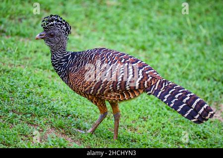 Eine seltene, geriffelte, morphierte Weibchen von Great Curassow (Crax rubra). Costa Rica, Mittelamerika. Stockfoto