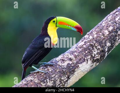 Ein auf einem Baum thronende Kielschnabel-Toucan (Ramphastos sulfuratus). Costa Rica, Mittelamerika. Stockfoto