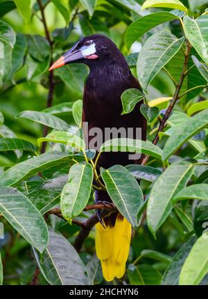 Eine Montezuma Oropendola (Psarocolius montezuma), die auf einem Baum thront. Costa Rica, Mittelamerika. Stockfoto