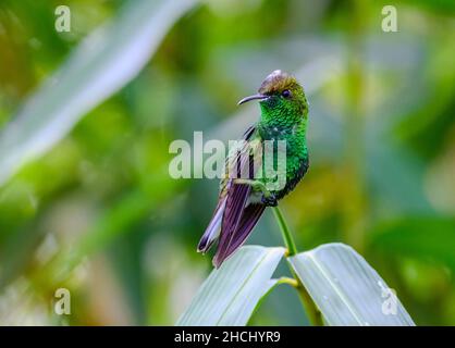 Ein männlicher kupferköpfiger Smaragd (Microchrea cupreiceps) Kolibri, der auf einem Ast thront. Costa Rica, Mittelamerika. Stockfoto