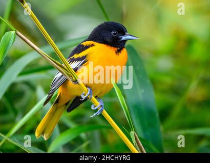 Ein männlicher Baltimore Oriole (Icterus galbula), der auf einem Bambus thront. Costa Rica, Mittelamerika. Stockfoto