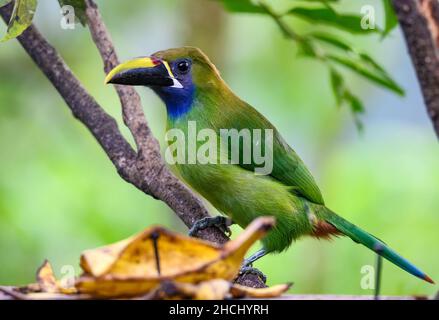 Ein nördlicher Smaragd-Tukanett (Aulacorhynchus prasinus) perche dona Zweig. Costa Rica, Mittelamerika. Stockfoto