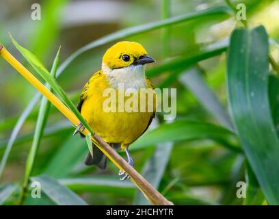 Ein Tanager mit Silberkehlen (Tangara icterocephala), der auf einem Bambusstock thront. Costa Rica, Mittelamerika. Stockfoto