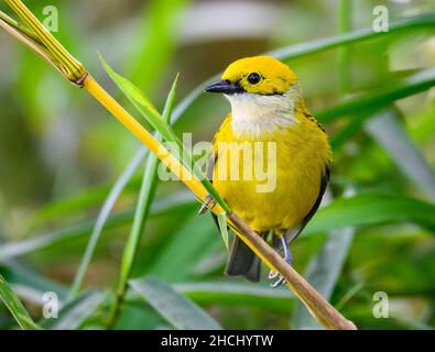 Ein Tanager mit Silberkehlen (Tangara icterocephala), der auf einem Bambusstock thront. Costa Rica, Mittelamerika. Stockfoto