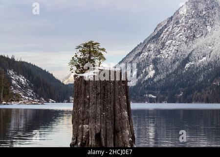 Ein kleiner Baum wächst gegen die Widrigkeiten und wurzelt allein in der Mitte eines Sees. Kleiner neuer Baum, der aus einem toten Baumstamm in der Mitte der absichtserklärung wächst Stockfoto