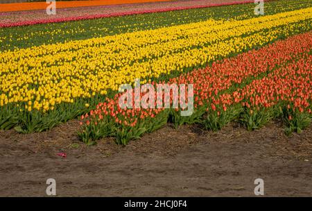 Ein Feld blühender Tulpen in verschiedenen Farben in Lisse, Provinz Südholland, Niederlande Stockfoto