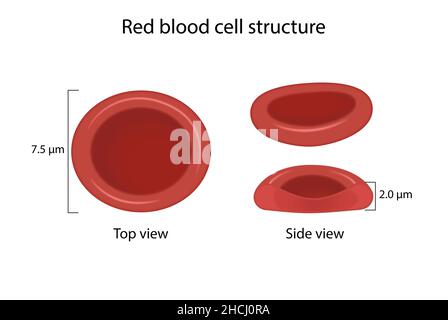 Struktur der roten Blutkörperchen Stockfoto