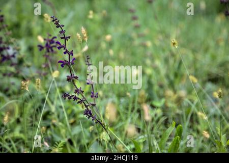 Ysop blüht im Gras aus der Nähe Stockfoto