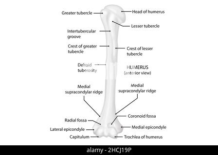 Humerus , anteriore Ansicht, menschliche Anatomie Stockfoto