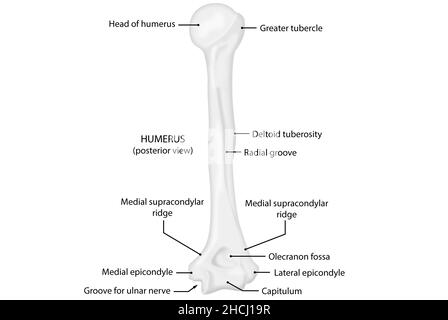 Oberarm, Seitenansicht, menschliche Anatomie Stockfoto