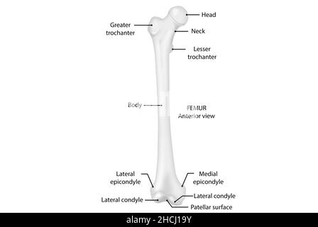 Femur, anteriore Ansicht, Anatomie, menschlicher Körper Stockfoto