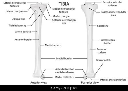 Tibia, anteriore und posteriore Ansicht, menschliche Anatomie Stockfoto