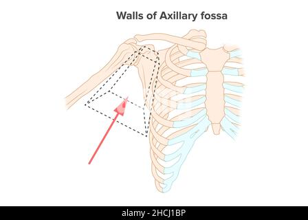 Wände der axillären Fossa, menschliche Anatomie Stockfoto