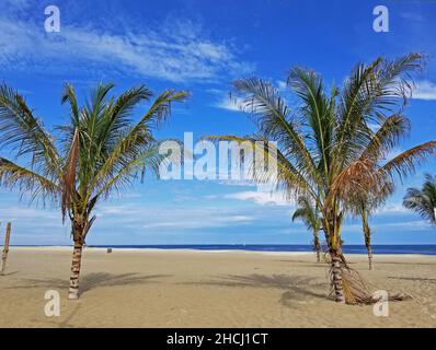 Eine Reihe von Palmen, die an einem teilweise sonnigen Nachmittag -03 im Strandsand von Point Pleasant, New Jersey, gepflanzt wurden Stockfoto