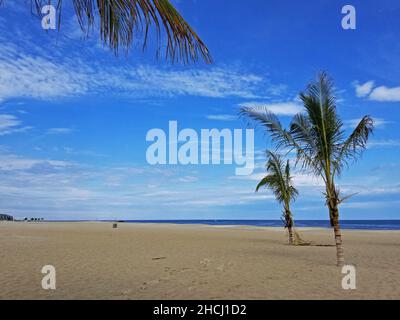 Eine Reihe von Palmen, die an einem teilweise sonnigen Nachmittag -05 im Strandsand von Point Pleasant, New Jersey, gepflanzt wurden Stockfoto