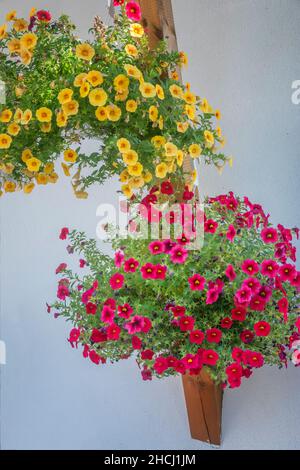 Petunia im Blumentopf isoliert auf weißem Hintergrund Stockfoto