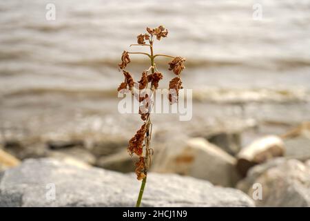 Nahaufnahme einer trockenen Blume, die aus den Felsen am Strand in Dover, Delaware wächst Stockfoto