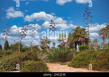 Palmen, mediterrane Sträucher und riesige ausgegebene Blütenstiele aus Agaven vor einem blauen Himmel. Gartenähnliche Landschaft in der Nähe von Alfanzina, Algarve, Portugal Stockfoto