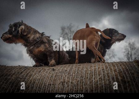 Dachshunde auf Heuball in dunkel bewölktem Winter frischen Tag Stockfoto