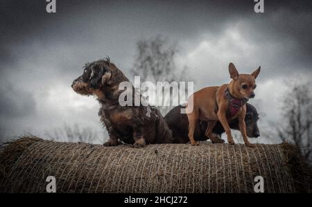 Dachshunde auf Heuball in dunkel bewölktem Winter frischen Tag Stockfoto