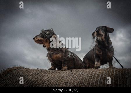 Dachshunde auf Heuball in dunkel bewölktem Winter frischen Tag Stockfoto