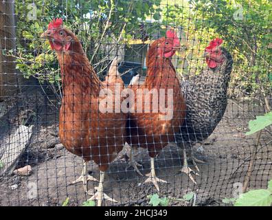 Freilaufende Hühner, im Freien in einem heimischen Garten Stockfoto