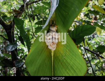 Eine Kolonie weißer Fledermäuse aus Hondura (Ectophylla alba) oder weißer Fledermäuse aus karibischen Zelten unter einem Bananenblatt. Costa Rica, Mittelamerika. Stockfoto