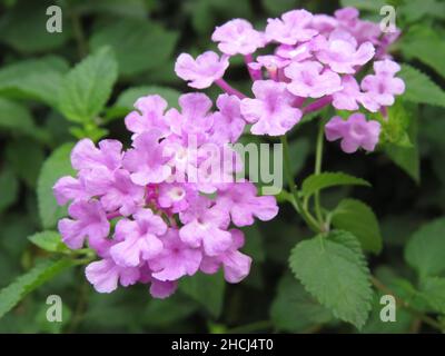 Nahaufnahme der im Garten wachsenden violetten, vervain Blumen Stockfoto